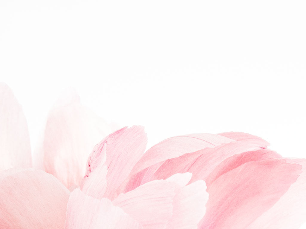 Pink Peony ©Renae Smith for LEUT